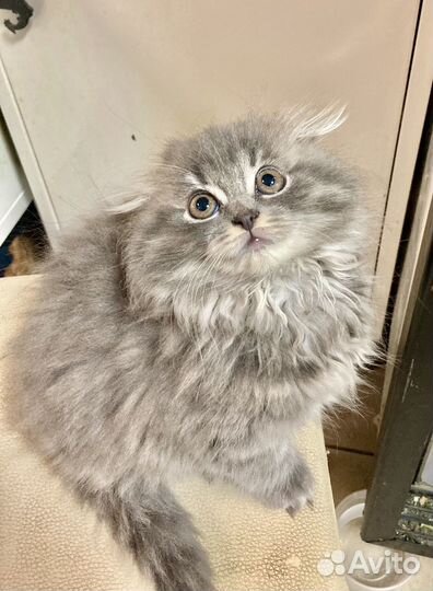 Котята 2 месяца