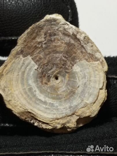 Окаменелость древняя рыба 40млн лет Казахстан