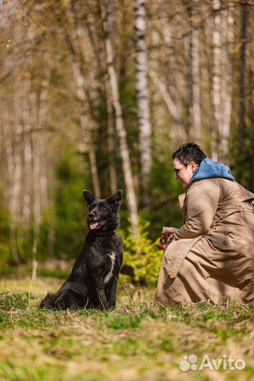 Ненецкая оленегонная лайка Эльза в добрые руки
