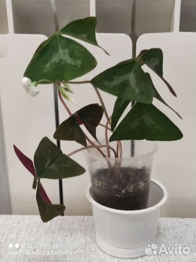 Кислица зелёная, фиолетовая