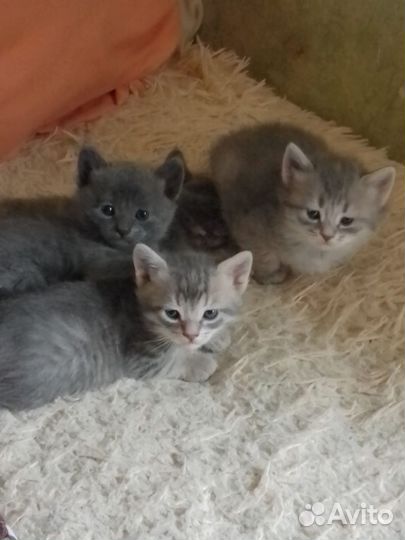 Отдам бесплатно котика
