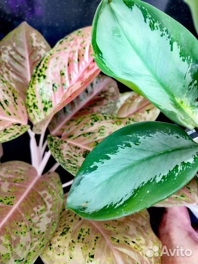 Аглаонема Orange Goldstar, Еlephant Earс, и др