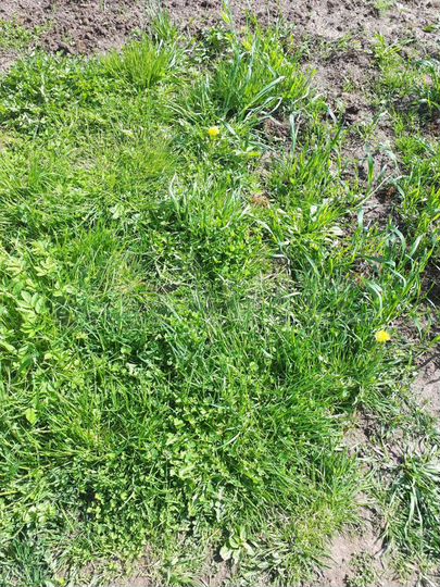 Участок 11,5 сот. (ИЖС)