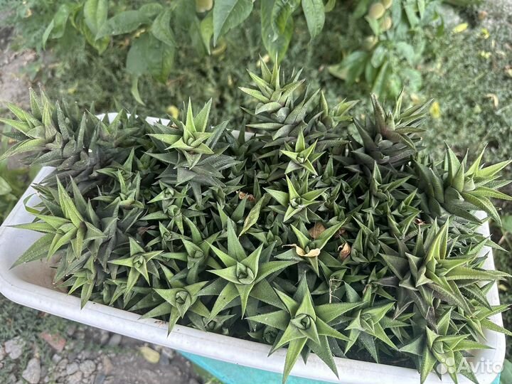 Рассада хавортии