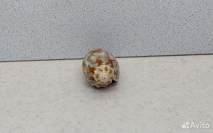 Цимбиола 6,2 морская ракушка раковина