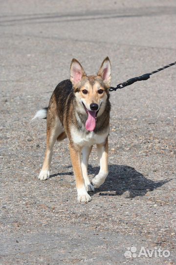 Лайкообразный Тобби