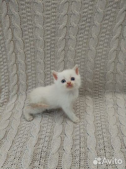 Британские котята