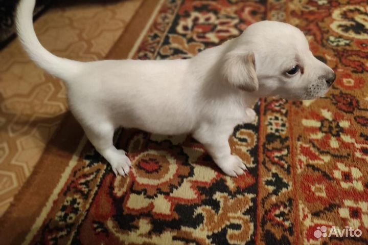 Той-терьер щенки