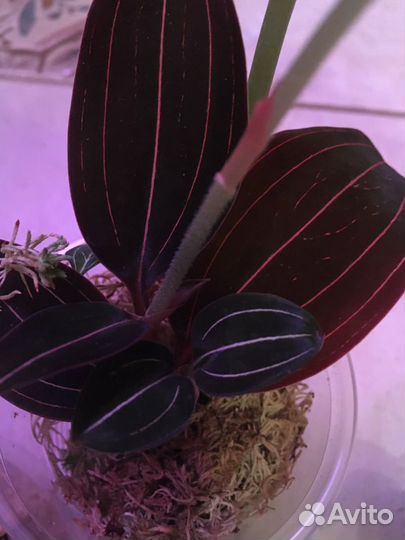 Орхидеи разные,больше растений в профиле