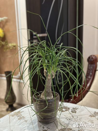 Нолина (бокарнея) бутылочное дерево