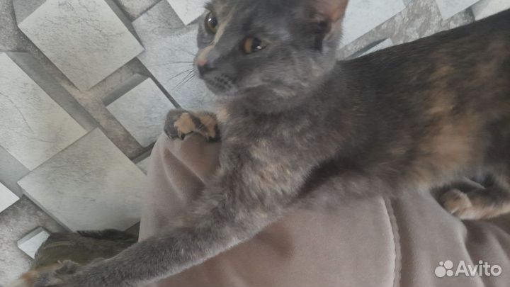 Кошечка в добрые руки