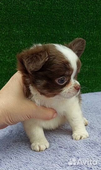 Чихуахуа мальчик шоколад