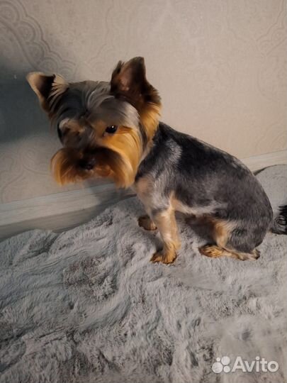 Йоркширский терьер вязка мальчик