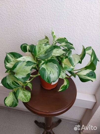 Эпипремнум хэппи лиф