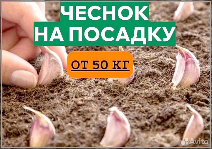Чеснок. Семена