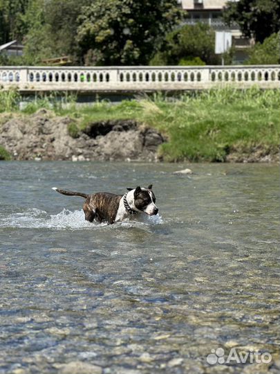 Догситтер выгул собак