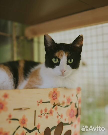 Кошечка Ватрушка очень ищет любящие ручки