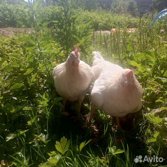 Петушки Браун Ник
