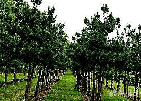 Высокая сосна на участок