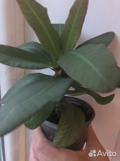 Молочай миля (розовый и белый)