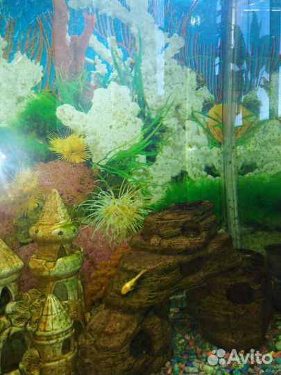 Аквариум