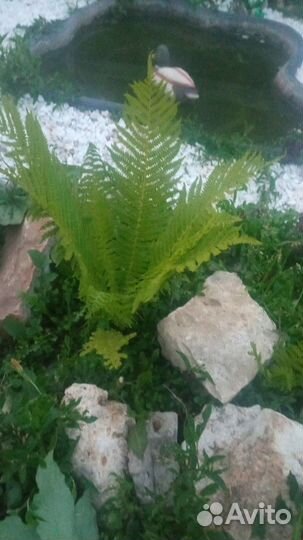 Садовые цветы