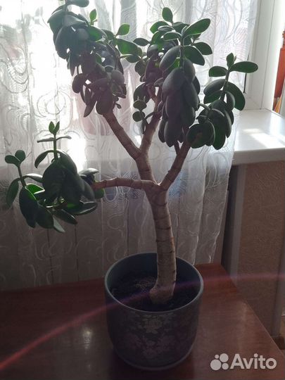 Денежное дерево