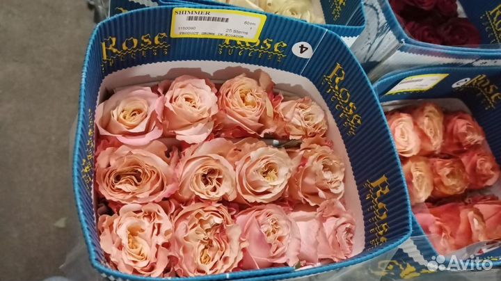 Роза Эквадор предзаказ от 1 коробки (500 шт.)