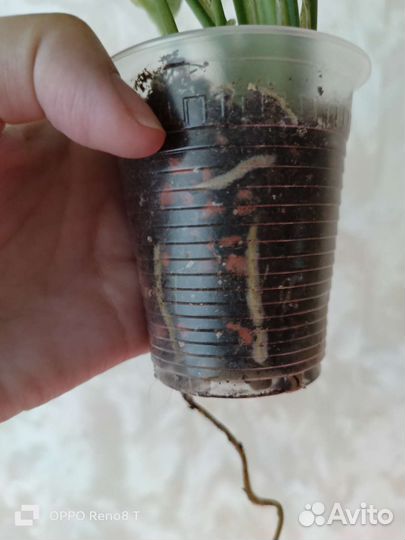 Сингониум Милк Конфети