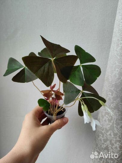 Кислица фиолетовая и зелёная