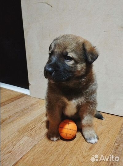 Щен в добрые руки