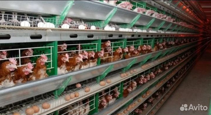 Сортировщик- отборщик