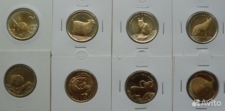 Красная книга Турции. Каракал и Каталбурун