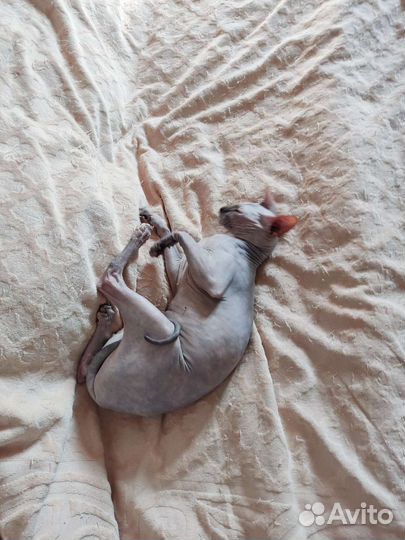 Кот для случки
