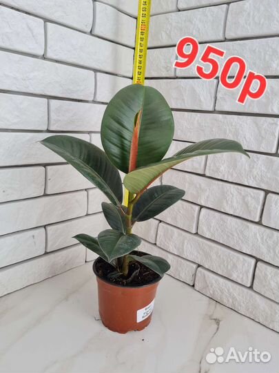 Фикус Каучуконосный Эластика Робуста