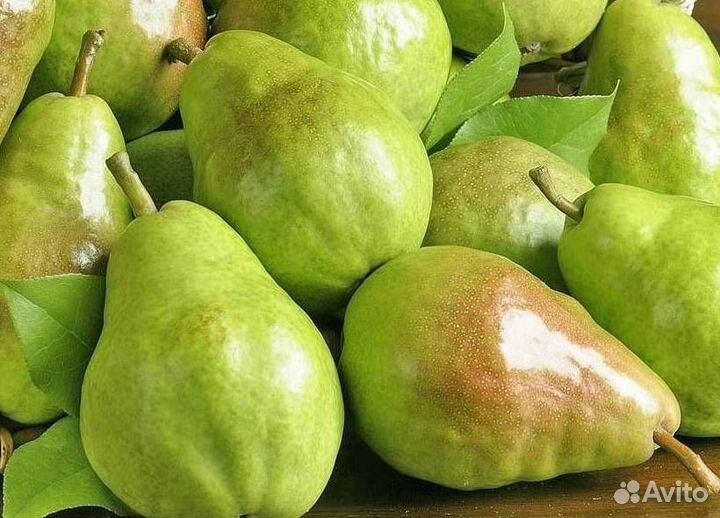 Саженцы груши Чудесница