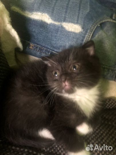Шотландский вислоухий девочка 2 мес