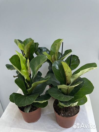 Комнатные растения цветы