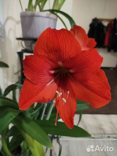 Гиппеаструм амариллис с горшком