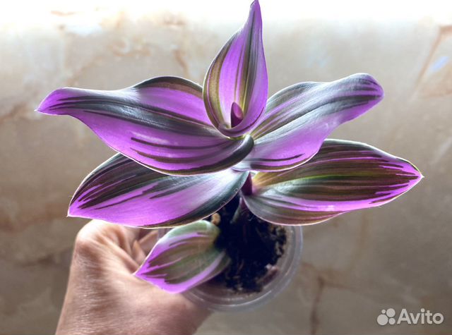 Традесканция тайская, нанук, зебрина, Рео