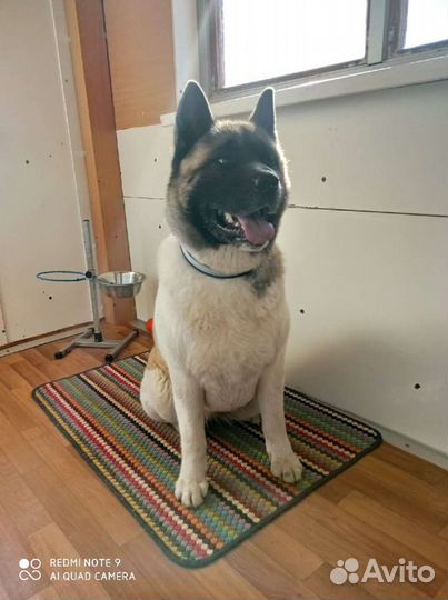 Гостиница для домашних животных в Заречной