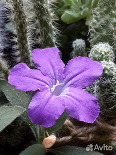 Хойя. Руэлия. Колумнея. Клеродендрум. Белопероне