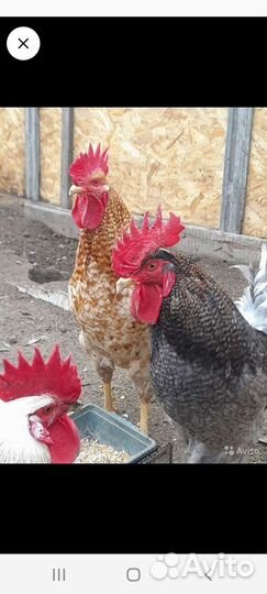 Цесари И петушки сибрайт 1.5 года