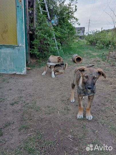 Отдам бесплатно