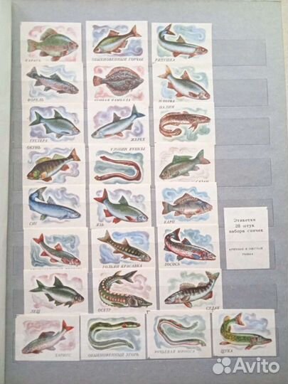 Набор спичечных этикеток Речные и озёрные рыбы