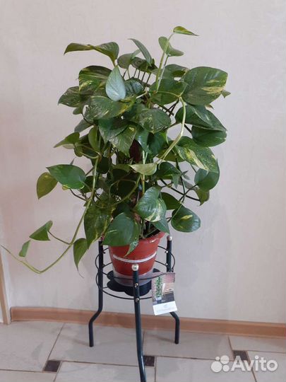 Эпипремнум, Филодендрон в ассортименте, Пеперомия