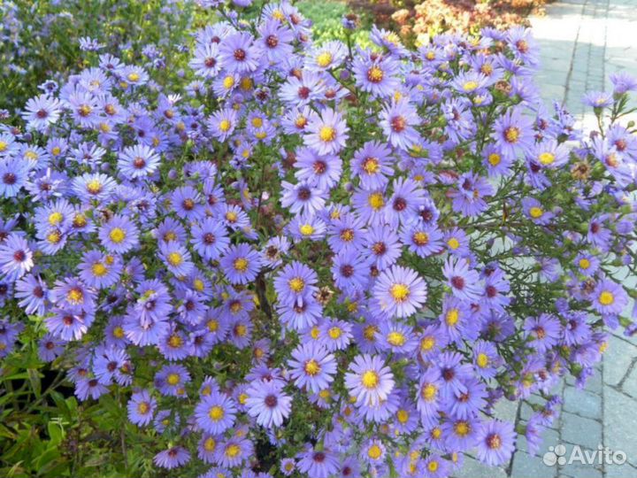 Многолетники Астра кустарниковая Блю Бёрд