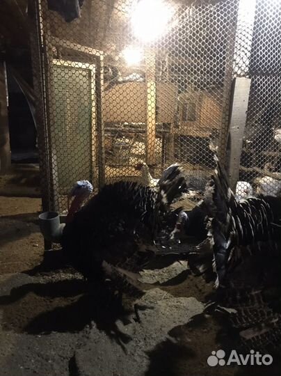 Продам индюка