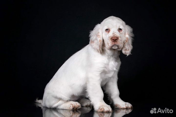 Кламбер спаниель