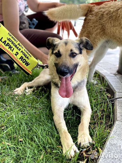 Собаки прогулки